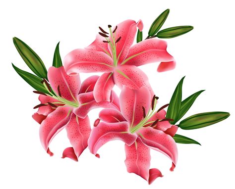 Lily .